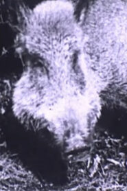 Boar Hunt